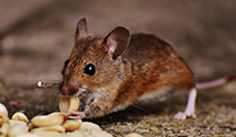 24 Hour & Emergency Exterminators in Bayside, NY